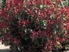 Photinia fraseri Red Robin 